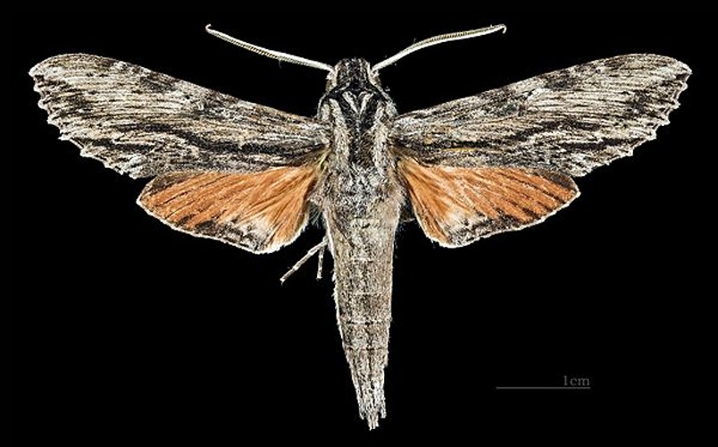 Erinnyis obscura &copy; <div class="fn value">
<a href="//commons.wikimedia.org/wiki/User:Archaeodontosaurus" title="User:Archaeodontosaurus">Didier Descouens</a>
</div>