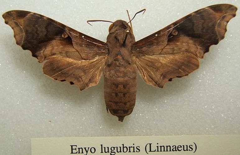 Enyo lugubris &copy; 