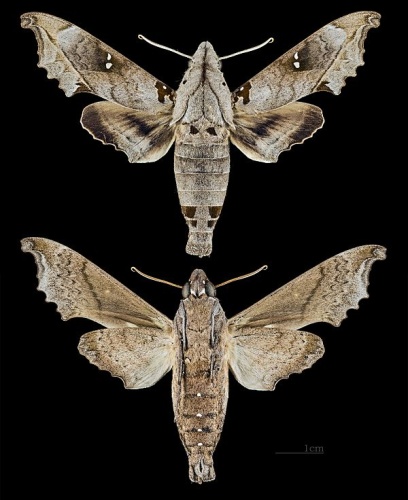 Madoryx oiclus © <div class="fn value">
<a href="//commons.wikimedia.org/wiki/User:Archaeodontosaurus" title="User:Archaeodontosaurus">Didier Descouens</a>
</div>