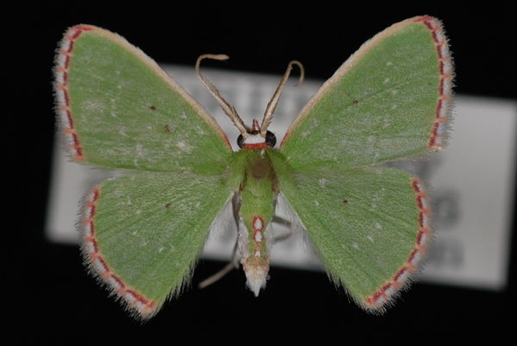 Synchlora herbaria &copy; Unspecified, University of British Columbia