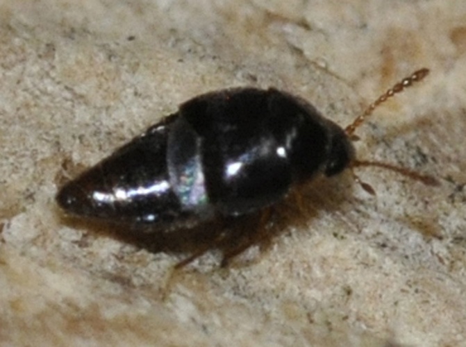 Cypha longicornis &copy; <a href="//commons.wikimedia.org/wiki/User:Kryp" title="User:Kryp">Francisco Welter-Schultes</a>