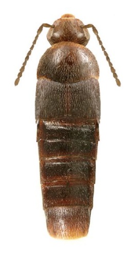 Deinopsis erosa &copy; Reginald Webster, Jan Klimaszewski, Georges Pelletier, Karine Savard