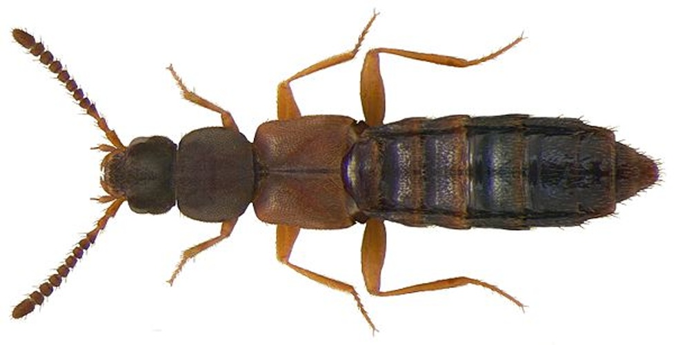 Dinaraea aequata © <a rel="nofollow" class="external text" href="https://www.flickr.com/people/30703260@N08">Udo Schmidt</a> from Deutschland