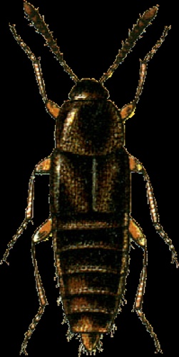 Nehemitropia lividipennis © Georgiy Jacobson