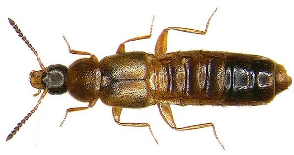 Plataraea brunnea © <a rel="nofollow" class="external text" href="https://www.flickr.com/people/30703260@N08">Udo Schmidt</a> from Deutschland