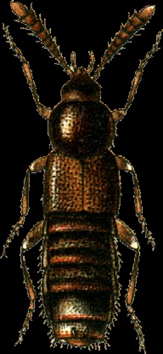 Silusa rubra &copy; Georgiy Jacobson