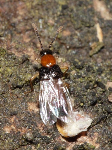 Zyras collaris © <a rel="nofollow" class="external text" href="https://www.flickr.com/people/51216897@N07">gbohne</a> from Berlin, Germany