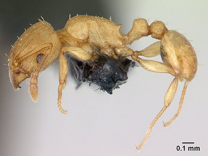 Nesomyrmex angulatus &copy; Erin Prado