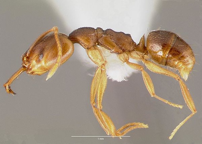 Anochetus mayri &copy; 