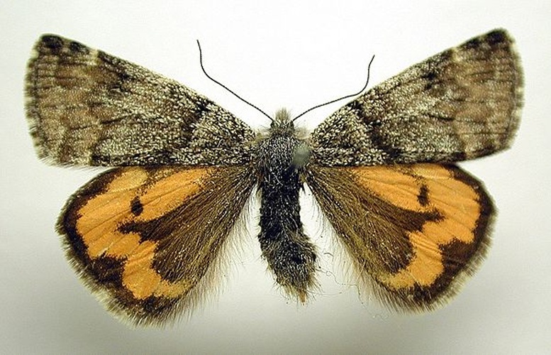 Archiearis notha © M. Virtala