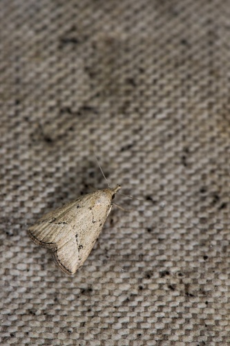 Luceria oculalis &copy; <a rel="nofollow" class="external text" href="https://www.flickr.com/people/37180297@N08">LiCheng Shih</a>