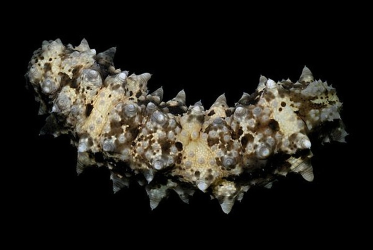 Stichopus monotuberculatus © <a rel="nofollow" class="external text" href="https://picasaweb.google.com/111831854485038517567">François Michonneau</a>