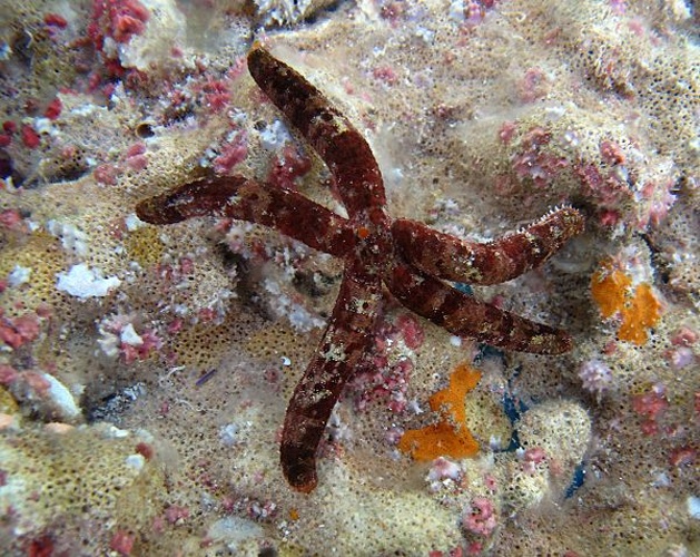 Dactylosaster cylindricus © Philippe Bourjon