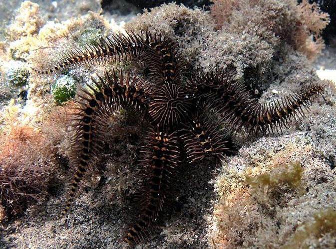Ophiocoma pica &copy; Philippe Bourjon