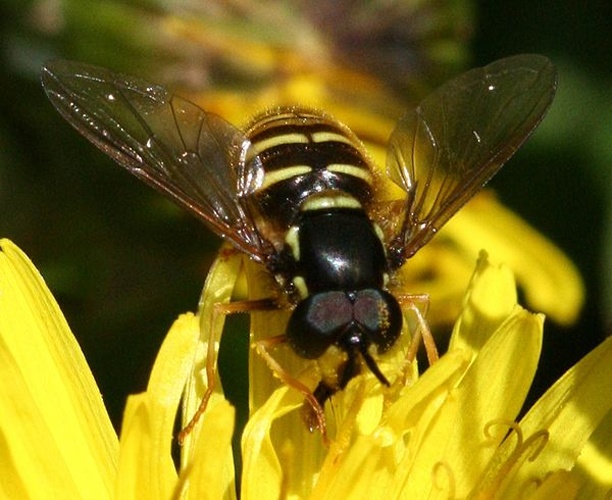 Chrysotoxum arcuatum &copy; <a href="//commons.wikimedia.org/w/index.php?title=User:Sandy_Rae&amp;action=edit&amp;redlink=1" class="new" title="User:Sandy Rae (page does not exist)">Sandy Rae</a>