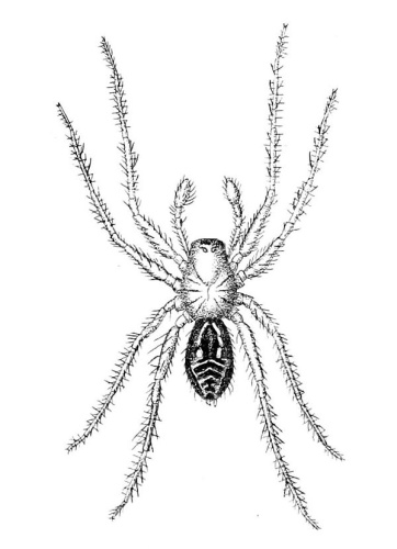 Myro kerguelenensis &copy; Octavius Pickard-Cambridge (1828-1917)