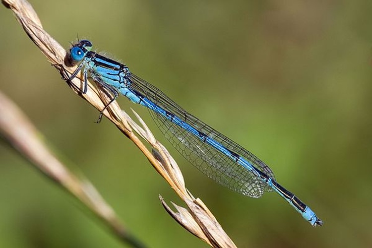 Goblet-marked Damselfly &copy; <a href="//commons.wikimedia.org/wiki/User:Loz" title="User:Loz">Loz</a> (L. B. Tettenborn)
