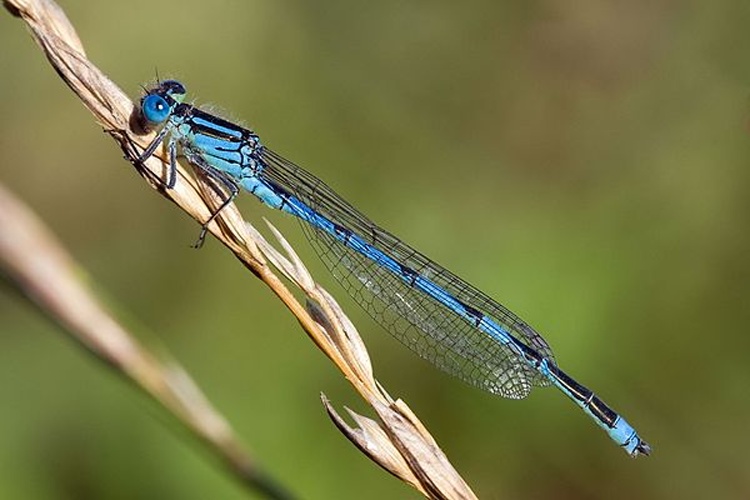 Goblet-marked Damselfly © <a href="//commons.wikimedia.org/wiki/User:Loz" title="User:Loz">Loz</a> (L. B. Tettenborn)