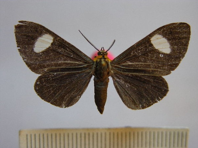 Calodesma collaris &copy; Benoit Vincent, Research Collection of Benoit Vincent