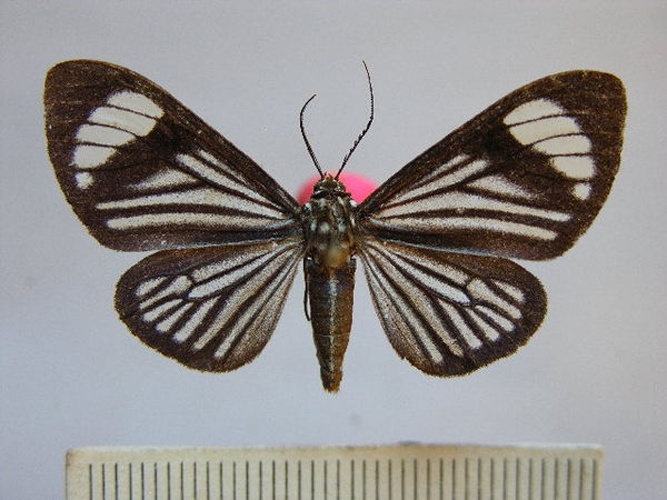 Calodesma uraneides &copy; Benoit Vincent, Research Collection of Benoit Vincent