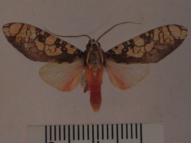 Cresera ilioides © Benoit Vincent, Research Collection of Benoit Vincent