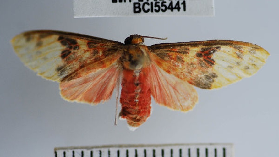 Evius hippia &copy; Unspecified