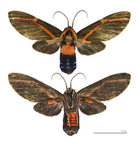 Himerarctia docis © <div class="fn value">
<a href="//commons.wikimedia.org/wiki/User:Archaeodontosaurus" title="User:Archaeodontosaurus">Didier Descouens</a>
</div>