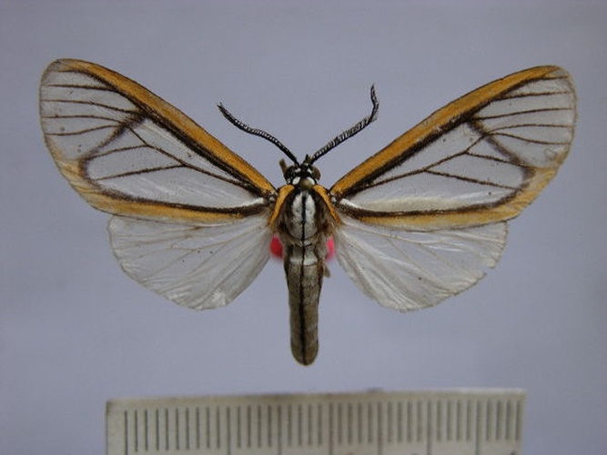 Hyalurga mysis &copy; Benoit Vincent, Research Collection of Benoit Vincent