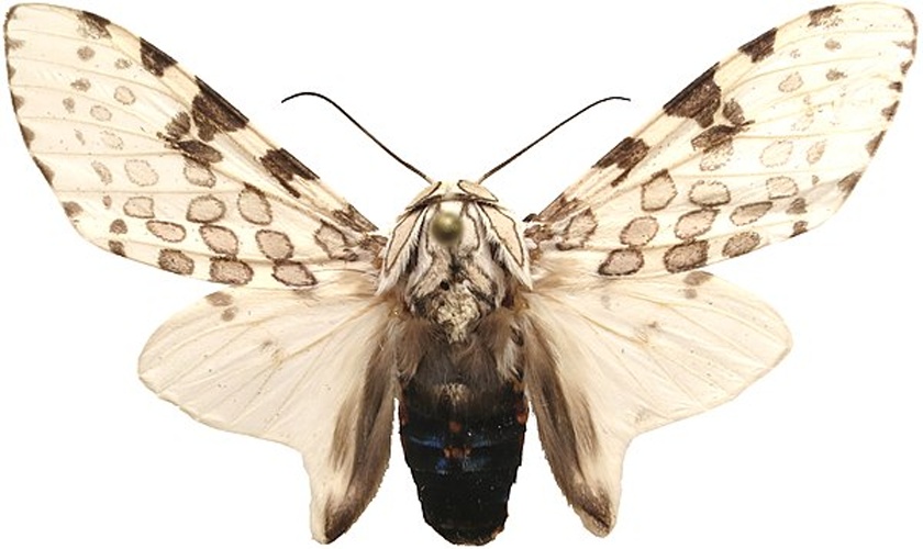 Hypercompe cunigunda &copy; <a href="//commons.wikimedia.org/w/index.php?title=User:Lsadonkey&amp;action=edit&amp;redlink=1" class="new" title="User:Lsadonkey (page does not exist)">Lsadonkey</a>