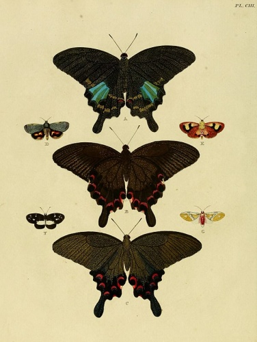 Idalus admirabilis &copy; <a href="https://en.wikipedia.org/wiki/Pieter_Cramer" class="extiw" title="en:Pieter Cramer">Pieter Cramer</a>  (1721 - 1776) and <a href="https://en.wikipedia.org/wiki/Caspar_Stoll" class="extiw" title="en:Caspar Stoll">Caspar Stoll</a>  (between  1725 and 1730 - 1791)