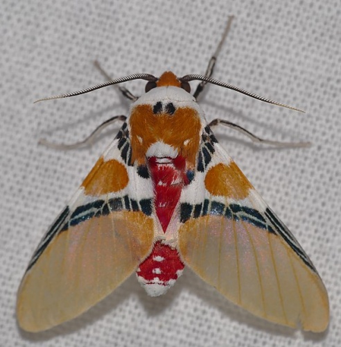 Idalus critheis &copy; <a rel="nofollow" class="external text" href="https://www.flickr.com/people/65695019@N07">Bernard DUPONT</a> from FRANCE