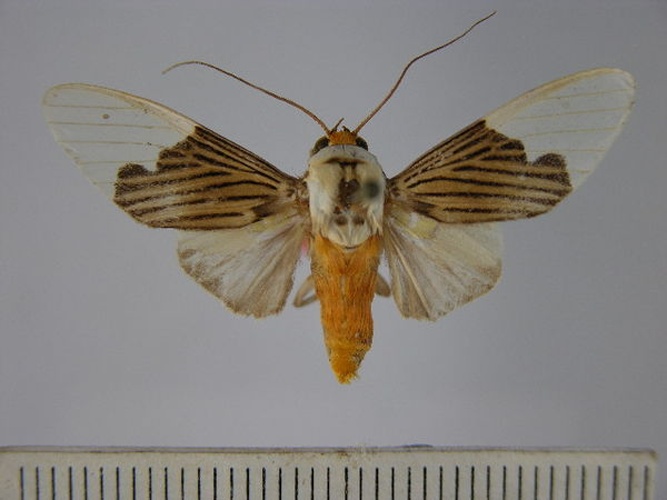 Ischnognatha semiopalina &copy; Unspecified