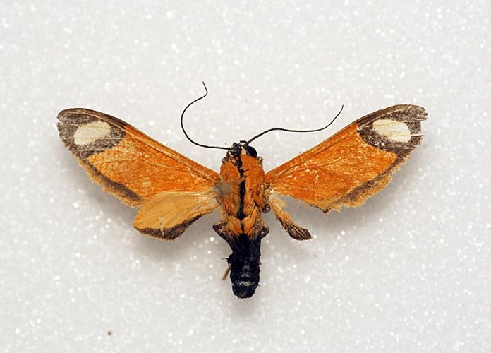 Ormetica contraria &copy; <a rel="nofollow" class="external text" href="https://www.flickr.com/people/33398884@N03">Ben Sale</a> from UK