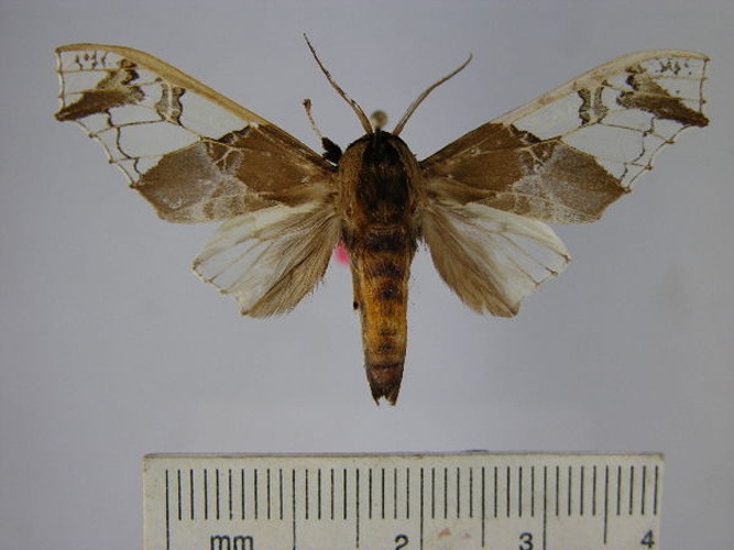 Parathyris semivitrea &copy; Unspecified