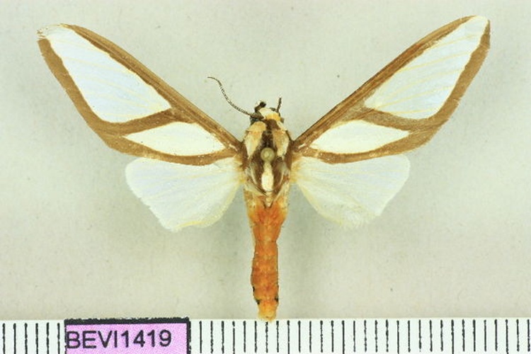 Robinsonia dewitzi © Benoit Vincent, Unspecified