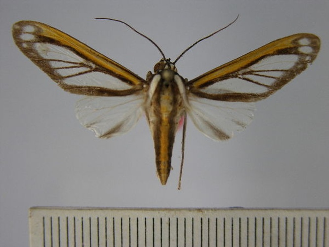 Robinsonia rockstonia © Unspecified