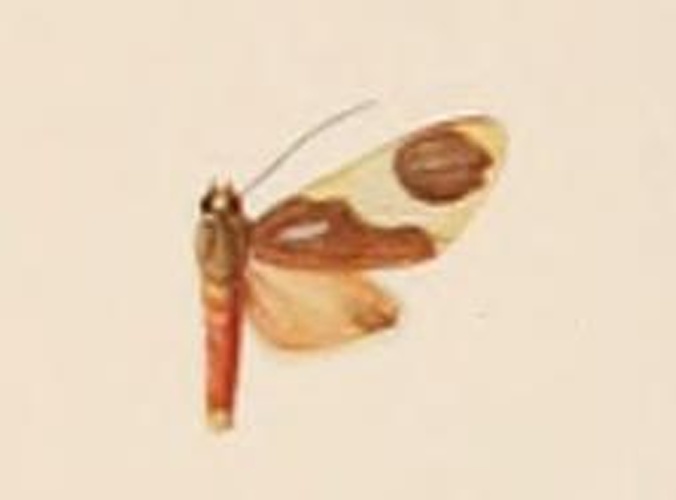Trichromia androconiata © Horace Knight