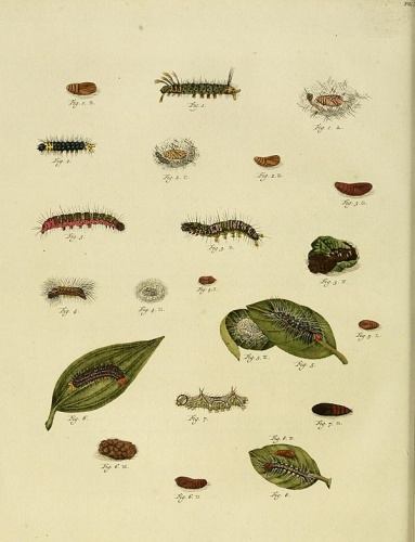  &copy; <a href="https://en.wikipedia.org/wiki/Caspar_Stoll" class="extiw" title="en:Caspar Stoll">Caspar Stoll</a> (between  1725 and 1730 - 1791)