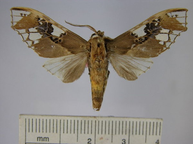 Parathyris cedonulli &copy; Unspecified