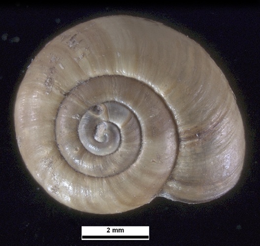 Notodiscus hookeri © David Staples, Museum Victoria