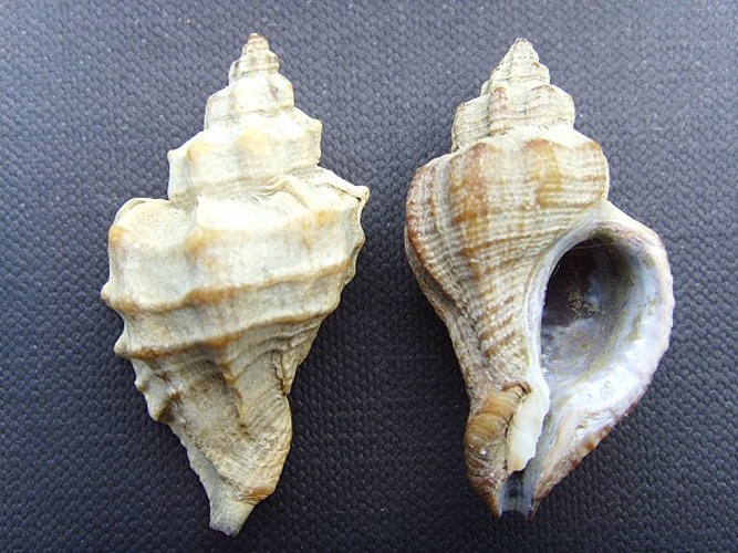 Ocinebrellus inornatus © <a href="//commons.wikimedia.org/wiki/User:Jymm" title="User:Jymm">User:Jymm</a>