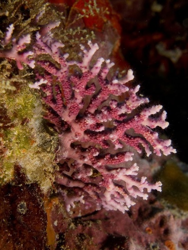 Rose lace coral © <a href="//commons.wikimedia.org/wiki/User:Nhobgood" title="User:Nhobgood">Nhobgood</a> Nick Hobgood