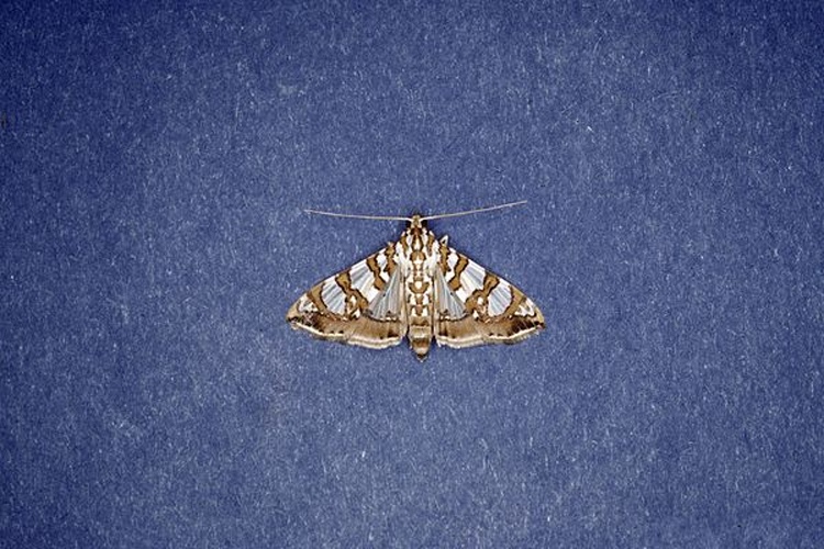 Glyphodes sibillalis © Lacy L. Hyche