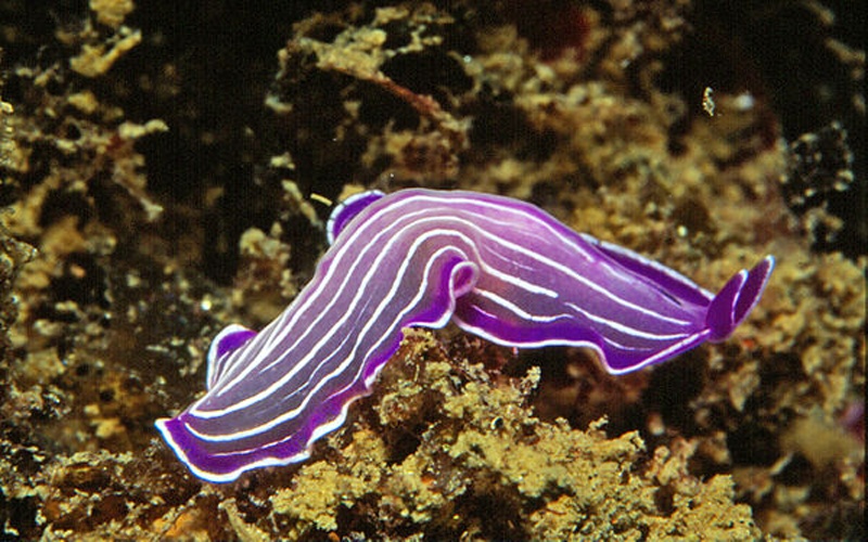 Prostheceraeus giesbrechtii &copy; <a href="//commons.wikimedia.org/w/index.php?title=User:Parent_G%C3%A9ry&amp;action=edit&amp;redlink=1" class="new" title="User:Parent Géry (page does not exist)">Parent Géry</a>