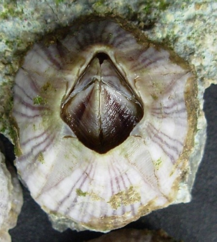 Amphibalanus amphitrite © Auguste Le Roux