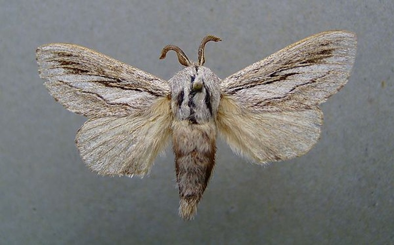 Pachypasa limosa © <a href="//commons.wikimedia.org/wiki/User:Dumi" title="User:Dumi">Dumi</a>