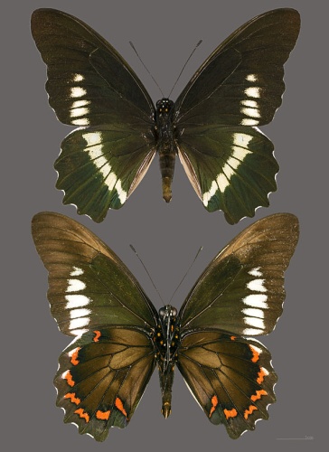 Battus polydamas &copy; <div class="fn value">
<a href="//commons.wikimedia.org/wiki/User:Archaeodontosaurus" title="User:Archaeodontosaurus">Didier Descouens</a>
</div>