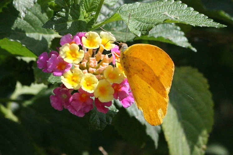 Phoebis agarithe &copy; <a rel="nofollow" class="external text" href="https://www.flickr.com/photos/39139121@N00">Anne Toal</a>