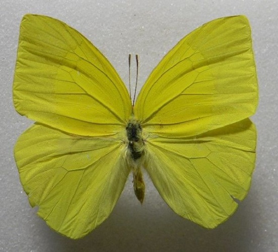 Rhabdodryas trite © Julio A Genaro, Caribbean Natural History Group