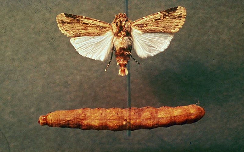 Feltia subterranea © University of Georgia Archive, University of Georgia, Bugwood.org